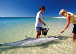 Dolphin Feeding at Tangalooma Wild Dolphin Resort