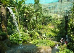 Penang Butterfly Farm – An Enchanting Experience