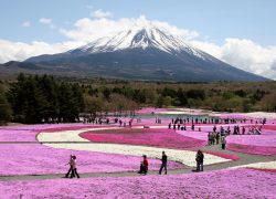 Japan: A Great Place to Visit