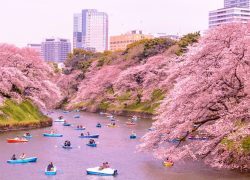 Top 6 Things to Do In Japan