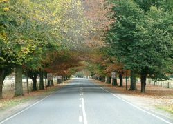 Come and Visit the Victorian Alps Town of Bright