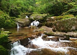 Japan Travel Destination – Yakushima Island