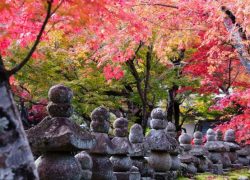 The Amazing Experience of Traveling to Kyoto, Japan