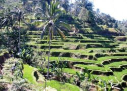 Top 5 Things to Do in Bali