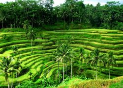 Bali – The Earthy Paradise