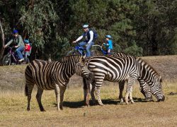 Dubbo and the Western Plains Zoo