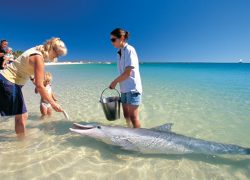 Feeding Wild Dolphins at Monkey Mia, Shark Bay, Western Australia