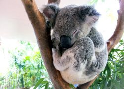 Australia Travel – Wildlife, Nature and Adventure