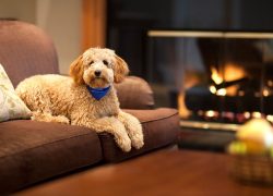 What to Expect in a Pet Friendly Hotel