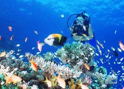 A Glimpse of the Best Puerto Galera Dive Spots