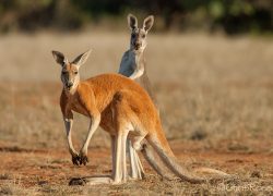 Exploring Sydney’s Fauna Wonders In Land And Sea