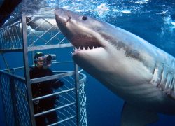 Where To Shark Dive In Australia