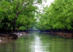 Bangladesh’s Sundarbans Mangrove