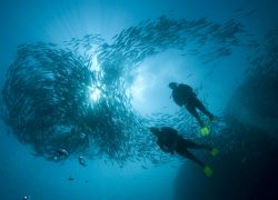 Diving in Malaysia: Discovering the Underwater Wonders of Malaysia