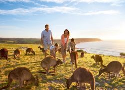 Australian Wildlife and Snakes