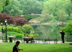 Central Park Attractions For New Tourists In NYC