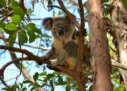 Koalas on the Sunshine Coast