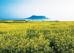 Jeju Island South Korea – Island of the Gods