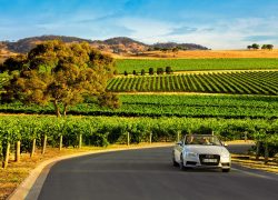 Explore the Barossa Valley Wine Regions of South Australia