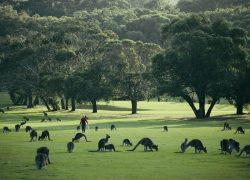 7 Fantastic Caravan Parks Along the Great Ocean Road