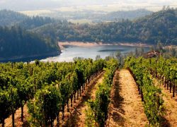 Wine Country – Most Desirable Tourist Attraction