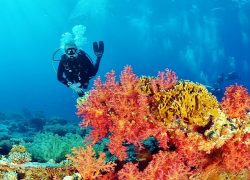 Discover the Underwater Garden in the Maldives