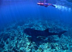 Shark Spotting in the Maldives