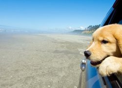 Travel Tips for Taking Your Pet on Vacation