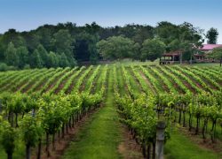 Wine Tourism in Virginia