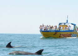 Dolphin Watching in the United Kingdom