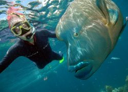 The Best Places to Dive in Australia