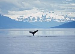 Enjoy The Trip of a Lifetime – Whale Watching in New South Wales