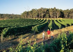 West Australia Wine Trips – The Ultimate Spots to See