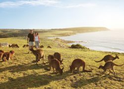 Why Choose Kangaroo Island Holidays