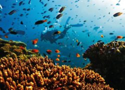 Great Barrier Reef – A World of Wonder Under Water