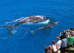 Australia’s Best Whale Watching Destinations