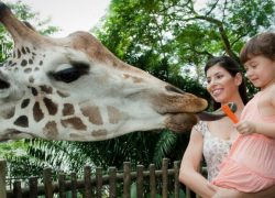 Singapore Zoo – Child Friendly Tourist Destination in Singapore