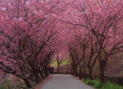 Cherry blossom in Japan