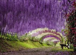 When Is The Best Time To Visit Japan?