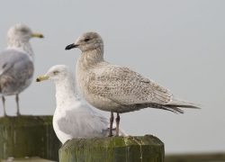 Bridlington – A Perfect Spot For Birdwatchers