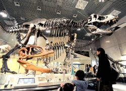 National Science Museum of Japan – An Unforgettable Experience