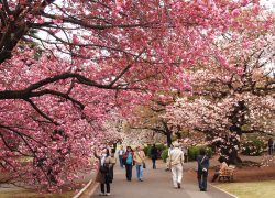 When and Where to Watch the Blooming of the Cherry Blossoms in Japan