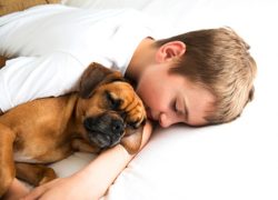 Choosing Pet Friendly Hotels And Other Travel Advice