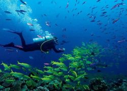 Scuba Diving Australia’s Ribbon Reefs – Ribbon Reef Dive Site Description