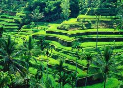 Tegalalang Village and Its Beautiful Rice Terraces: Discovering Bali’s Most Important Resource