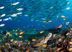 Philippines – A Tropical Paradise For Scuba Divers