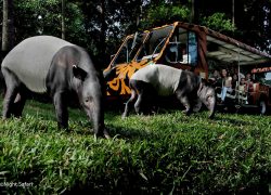 Singapore Zoo, River Safari and Night Safari