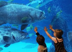 A Family Day Out at the Georgia Aquarium