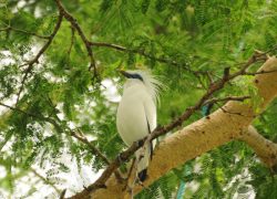 West Bali National Park – A Serene Experience With Nature