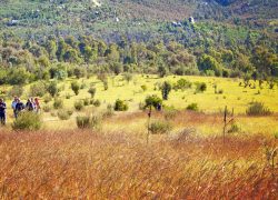 Exquisite Wildlife at Tidbinbilla Nature Reserve, Canberra